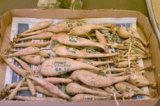 Tubers from 2005 sale
