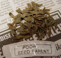 Seeds from Pooh parent