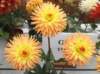corralitos3210_small.jpg