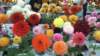 wonderfulwaterlillies_small.jpg